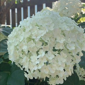 Meet your Posher, Jeni